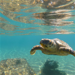 De beste plekken om te snorkelen met zeeschildpadden op Fuerteventura: een unieke ervaring