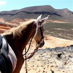 Ontdek Fuerteventura te paard: de beste plekken om te paardrijden op het eiland